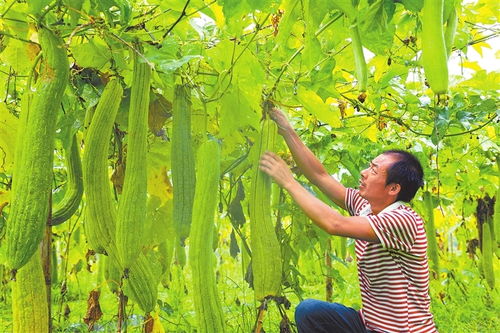 贛鄱大地慶豐年 江西油料及農副產品喜獲豐收，收購市場紅火